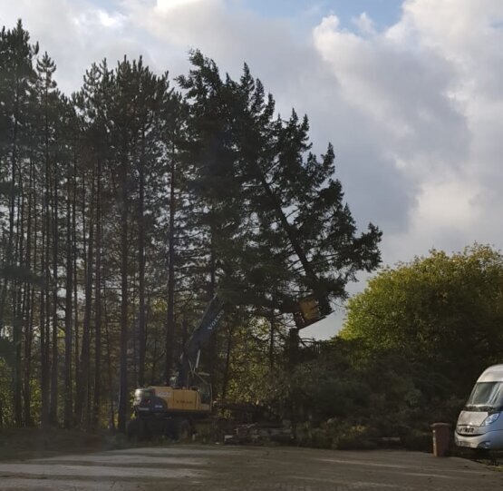 flächenrodung von Baum-Lohnarbeiten
